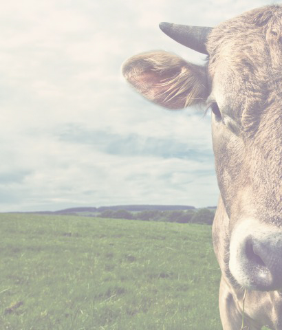 animal image